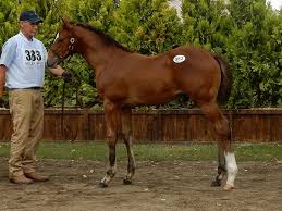 キタサンブラックの全弟が1億4 ５00万円 Win 競馬