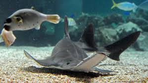 Panjang badan kuda laut dewasa boleh mencapai 30 sentimeter. Video Kuda Laut Jantan Melahirkan Ratusan Bayi Sekaligus Iptek Laporan Seputar Sains Dan Teknologi Dan Lingkungan Dw 29 05 2015