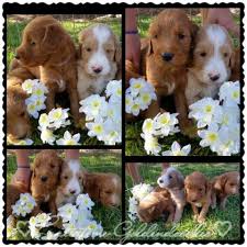We are not a kennel, but a home, family breeder. Goldendoodle Puppies Parti Colored For Sale In Fontana California Classified Americanlisted Com