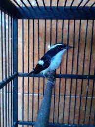Harga burung decu kembang rp 100.000 sampai dengan rp 300.000. Index Of Wp Content Uploads 2018 06