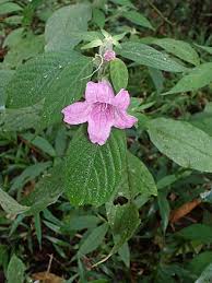 Image result for Acanthopale confertiflora