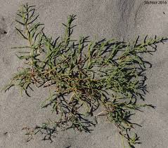 Image result for Salicornia perrieri