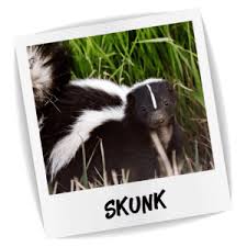 No moth balls do not ward off skunks the only way i have found to keep them out of my garden is to put up a little electric fence otherwise they just go in there no matter what you do. Skunk Blue Chip Pest Services