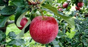 Therefore, cuttings and layering are more often used as propagation methods for guava fruit trees. Tips For Buying And Planting A Fruit Tree Triangle Gardener Magazine