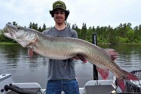 Find the perfect muskie fish stock photos and editorial news pictures from getty images. A Muskie Mystery Why Don T The Biggest Fish Move Around More Outdoor Canada
