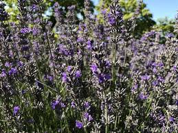 Beautiful, colorful, and unique array of shrubs, trees, and plants. Lavender Flowers 28 Common Types Uses Grow And Pictures Florgeous