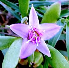 Image result for Sesuvium portulacastrum