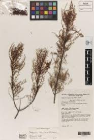 Image result for Indigofera erythrogramma