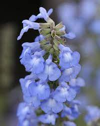 Salvia Azurea Salvia Blue Garden Planting Flowers