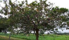 Universiti putra malaysia (upm) formerly known as universiti pertanian malaysia was founded in 1971 through the merger of faculty of agriculture, university malaya and agriculture college in serdang. Canistel Tree At Taman Pertanian Universiti Universiti Putra Malaysia Download Scientific Diagram
