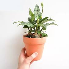 Image result for Drimiopsis