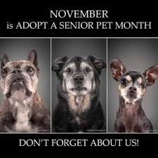 10 questions to ask before adopting a pet, according to an animal adoption manager. Animal Rescue Foundation Of Tulsa Home Facebook