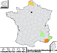 Image result for Moorochloa eruciformis