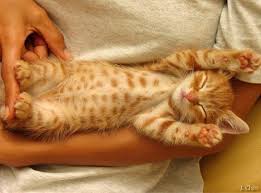 Black And Orange Tabby Kitten Adorable Spotted Orange Kitten Baby Cats Crazy Cats Sleepy Cat