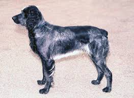 Image result for německý ohař dlouhosrstý