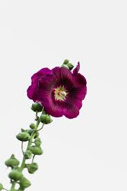 Beautiful pictures of flowers free download. 500 Flower Pictures Hd Download Free Images On Unsplash
