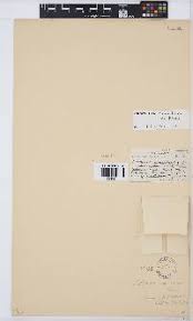 Image result for Lotononis crumanina