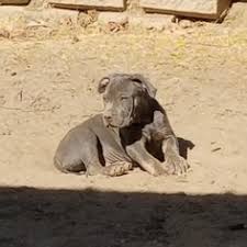 Check spelling or type a new query. Puppyfinder Com American Pit Bull Terrier Puppies Puppies For Sale Near Me In California Usa Page 1 Displays 10
