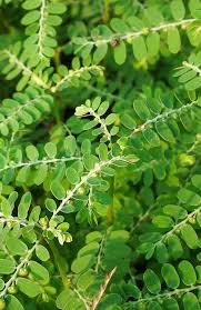 Image result for Phyllanthus pentandrus