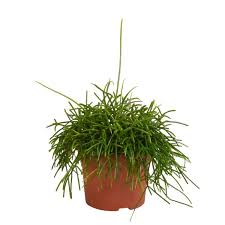 Image result for Rhipsalis