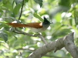 Pin On Birds