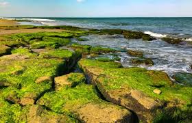 Interesting Review Of Coquina Outcrop Kure Beach Nc