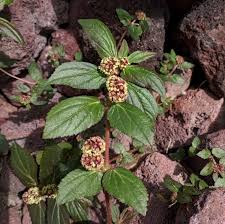 Image result for Euphorbia polycnemoides