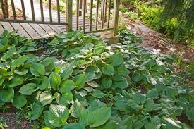 Plantain lily — žydroji melsvė statusas t sritis vardynas apibrėžtis melsvinių šeimos dekoratyvinis augalas (hosta sieboldiana), paplitęs japonijoje. How To Prepare Hostas For Winter Miss Chen Garden Manage Gfinger Es La App De Jardineria Mas Profesional