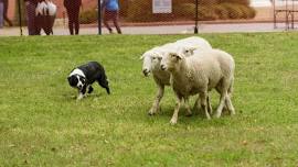 ScotsFest Arkansas Scottish Festival & Homecoming