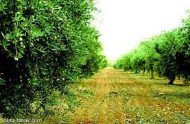 مزارع الزيتون تبوك السعودية country roads saudi arabia tree