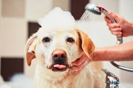Dog anxiety and hair loss anxiety can trigger a number of health problems in humans, including hair loss. Dog Dandruff Causes Signs Treatments Canna Pet