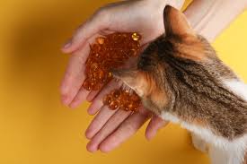 Omega-3 for Cats | OmegaQuant