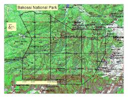 Image result for Orthopichonia seretii