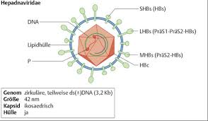 Infants should get their first dose of hepatitis b vaccine at birth and will usually complete the series at 6 months of age (sometimes it will take longer than 6 months to complete the series). Hepatitis B Infektionskrankheiten Impf Info Impf Dich