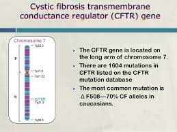 Where Is Cystic Fibrosis Located On The Chromosome Mrstuartscysticfibrosis