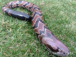 Make adorable chicken decor from gourds! Hand Painted Gourd Art Snake Gourd Timber Rattlesnake Gourd Art Painted Gourds Gourds