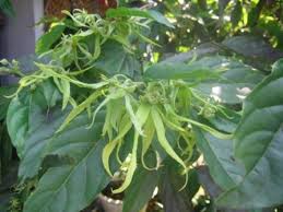 Kembang setaman banyak ditempatkan atau ditaburkan di sekitar. Bunga Kenanga Si Bunga Teladan Bagi Masyarakat Bali Penghasil Essential Oil Untuk Aromatherapy Nimadesriandani
