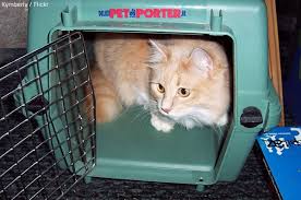 We did not find results for: Moving Pets Overseas How To Move Internationally With A Pet