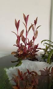 Aquarium plant from tissue culture in closed cup. Emersed Alternanthera Reineckii Mini Furniture Home Living Gardening Plants Seeds On Carousell