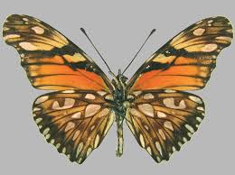 Image result for Dolichos junodii