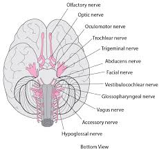 Label the epiphyses and diaphysis. Overview Of The Cranial Nerves Brain Spinal Cord And Nerve Disorders Merck Manuals Consumer Version