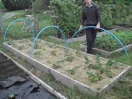 Check spelling or type a new query. How To Quickly Protect Strawberries From Birds Youtube