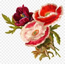 Free Free Poppy Flower Svg Free SVG PNG EPS DXF File