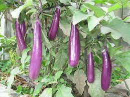 My World Top Ten Summer Vegetables Patio Container Gardening Eggplant Seeds Container Gardening