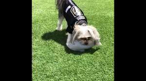 Maybe you would like to learn more about one of these? Tails Pet Resorts Home Facebook