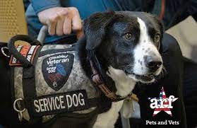 Our office is located in new york. Music City Baseball And The Nashville Stars Support Animal Rescue Foundation S Pets And Vets Mlbmusiccity Com