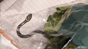 Smash your way up the food chain as you evolve into the ultimate little big snake. W M7c4h5ihthlm