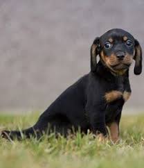 • black river black and tans. 14 Austrian Black And Tan Hound Ideas Black And Tan Hound Dog Breeds