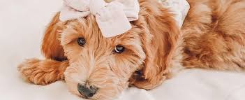Maybe you would like to learn more about one of these? Mini Goldendoodles And Mini Bernedoodles In Utah By Timber Creek Doodles