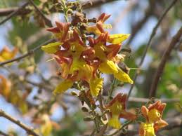 Began planting gmelina in the early 1990s and currently has 14,000 ha of plantations. Gmelina Arborea Efloraofindia
